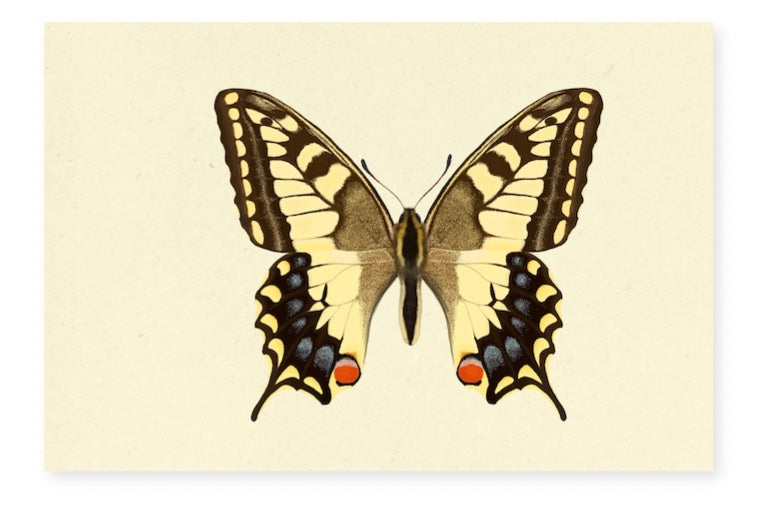 Kartenserie «Schmetterlinge»