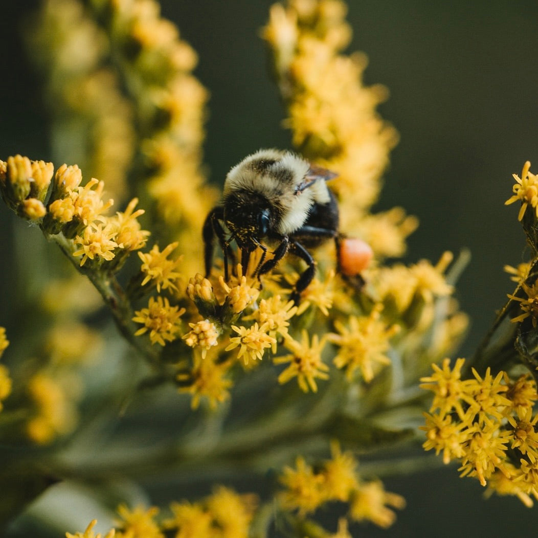 Bienenwachs Znünisäckli